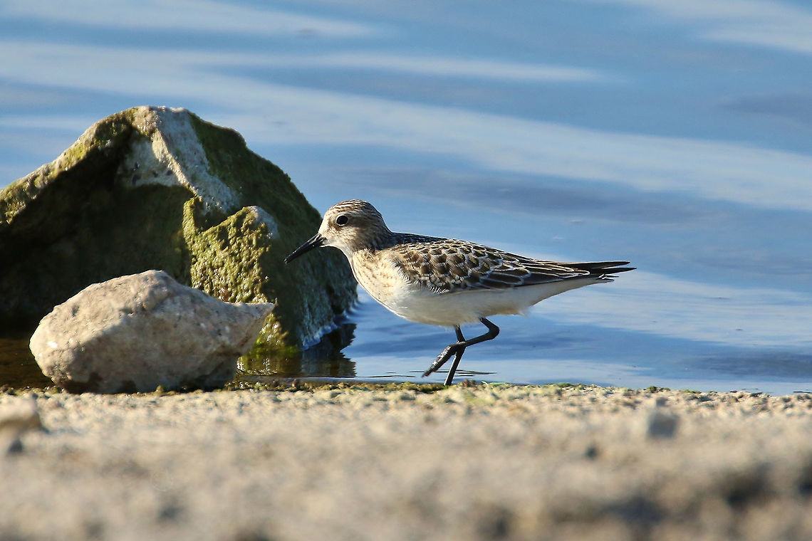 Baird's sandpiper (Calidris bairdii) Riverlands Sanctuary, Missouri. Sep 7, 2019 Baird's sandpiper,Calidris bairdii,Geotagged,Summer,United States