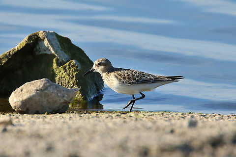 Baird's sandpiper (Calidris bairdii) Riverlands Sanctuary, Missouri. Sep 7, 2019 Baird's sandpiper,Calidris bairdii,Geotagged,Summer,United States