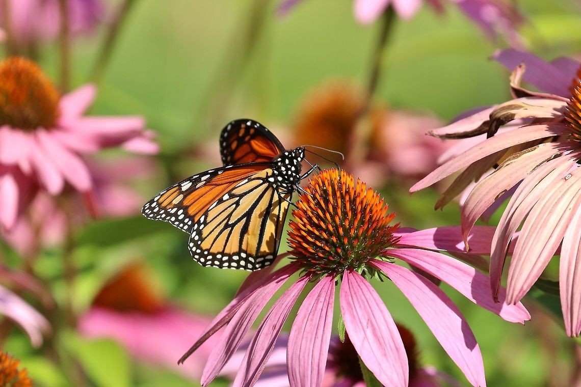 The King... Monarch (Danaus plexippus)<br />
Fairlee, VT. Sep 1, 2019 Danaus plexippus,Geotagged,Monarch butterfly,Summer,United States