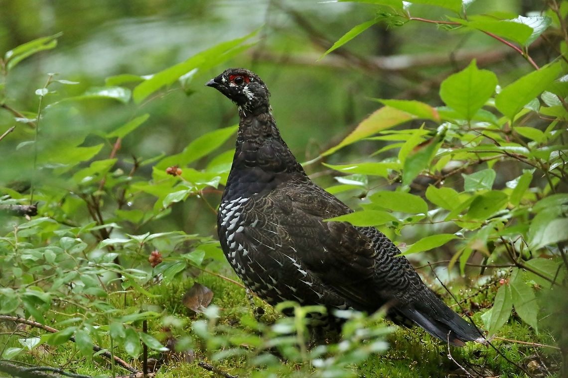 Spruce grouse (Falcipennis canadensis) Moose bog, VT. Sep 3, 2019 Falcipennis canadensis,Geotagged,Spruce grouse,Summer,United States