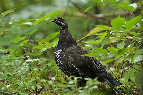 Spruce grouse (Falcipennis canadensis) Moose bog, VT. Sep 3, 2019 Falcipennis canadensis,Geotagged,Spruce grouse,Summer,United States