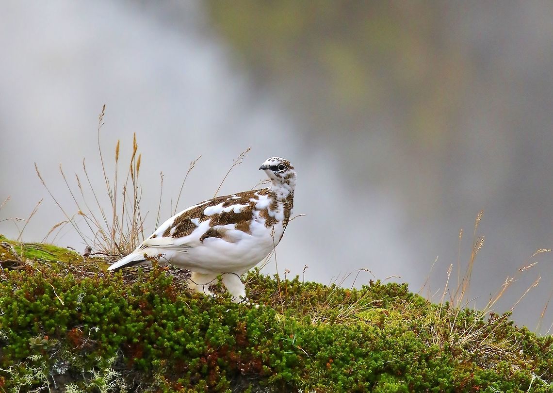 Ptarmigan by the waterfall Rock ptarmigan (Lagopus muta)<br />
Go&eth;afoss, Iceland. Sep 25, 2019 Fall,Geotagged,Iceland,Lagopus muta,Rock Ptarmigan