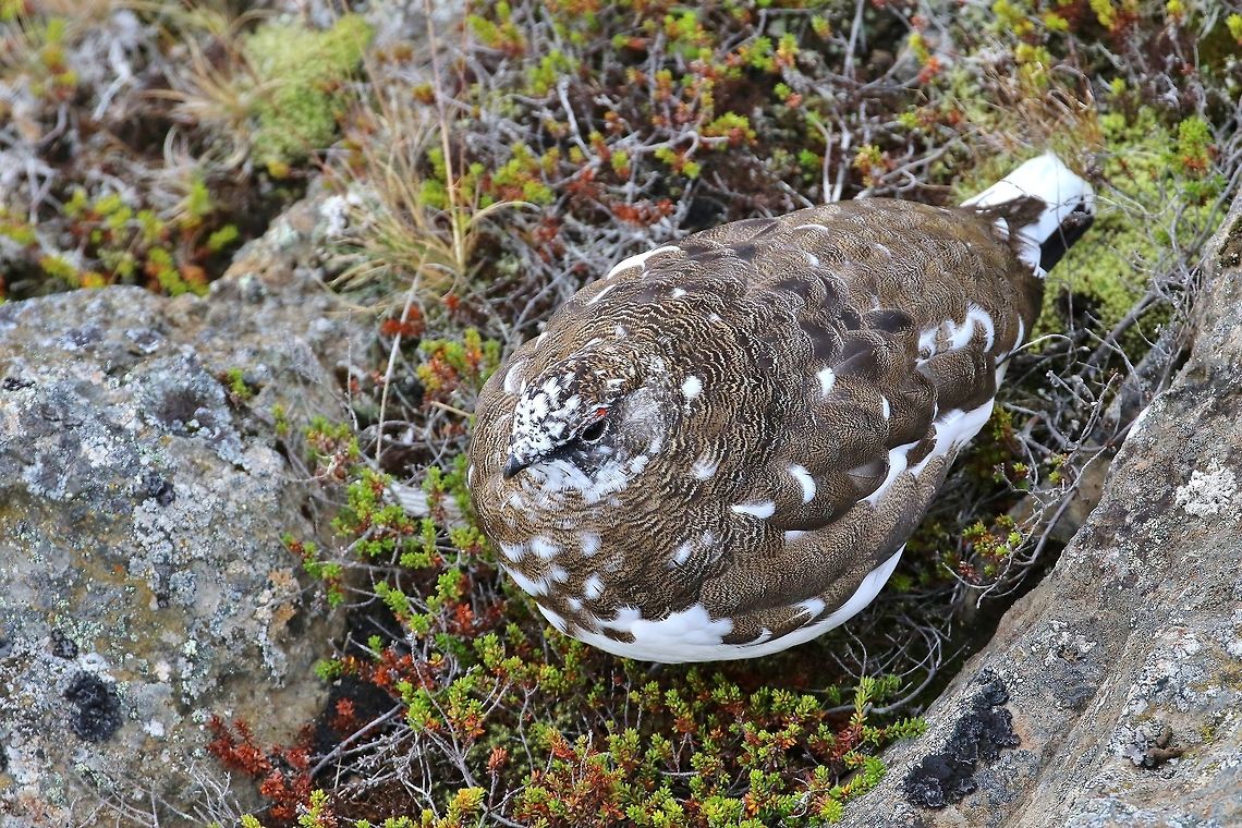 Sittin' pretty Rock ptarmigan (Lagopus muta)<br />
Go&eth;afoss, Iceland. Sep 25, 2019. Fall,Geotagged,Iceland,Lagopus muta,Rock Ptarmigan