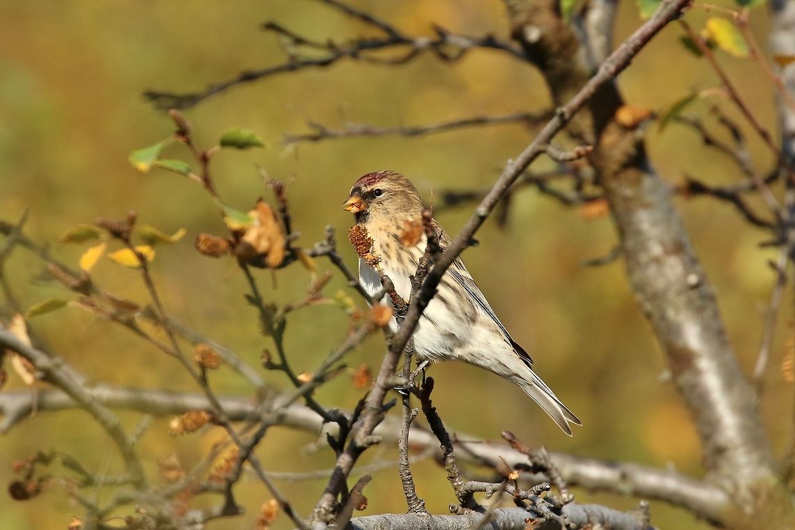 A redpoll enjoying a snack Common redpoll (Acanthis flammea)<br />
Skaftafell, South Iceland. Sep 30th, 2019 Acanthis flammea,Common redpoll,Fall,Geotagged,Iceland