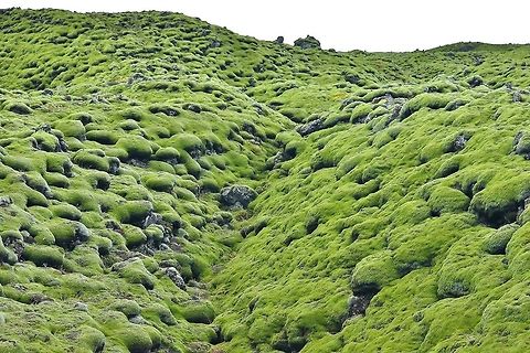 Mosses everywhere! South Iceland. Sep 30th, 2019 Fall,Geotagged,Iceland