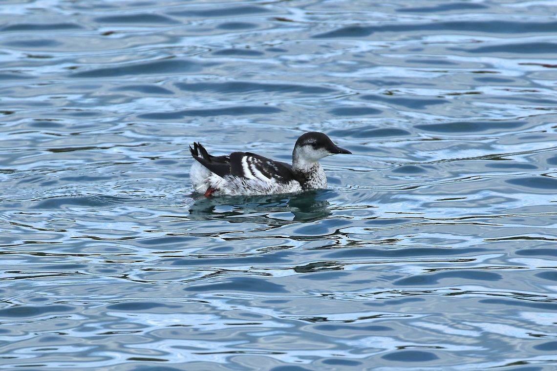 Black guillemot (Cepphus grylle) Husavik, N Iceland. Sep 25th, 2019 Black guillemot,Cepphus grylle,Fall,Geotagged,Iceland