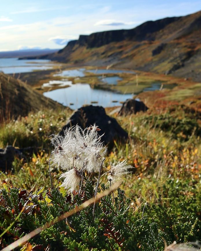 Mountain avens (Dryas octopetala) N Iceland. Sep 24th, 2019 Dryas octopetala,Fall,Geotagged,Iceland