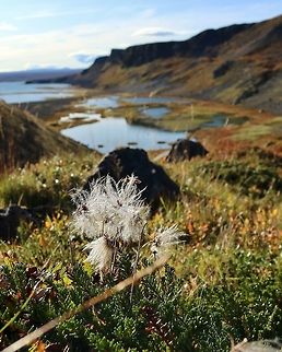Mountain avens (Dryas octopetala) N Iceland. Sep 24th, 2019 Dryas octopetala,Fall,Geotagged,Iceland