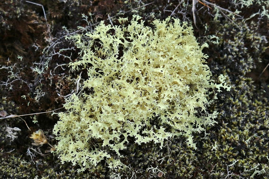 Crinkled Snow Lichen (Flavocetraria nivalis) Lake Myvatn, Iceland. Sep 26th, 2019 Crinkled Snow Lichen,Fall,Flavocetraria nivalis,Geotagged,Iceland