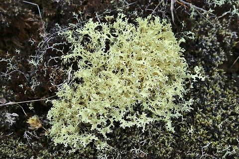 Crinkled Snow Lichen (Flavocetraria nivalis) Lake Myvatn, Iceland. Sep 26th, 2019 Crinkled Snow Lichen,Fall,Flavocetraria nivalis,Geotagged,Iceland