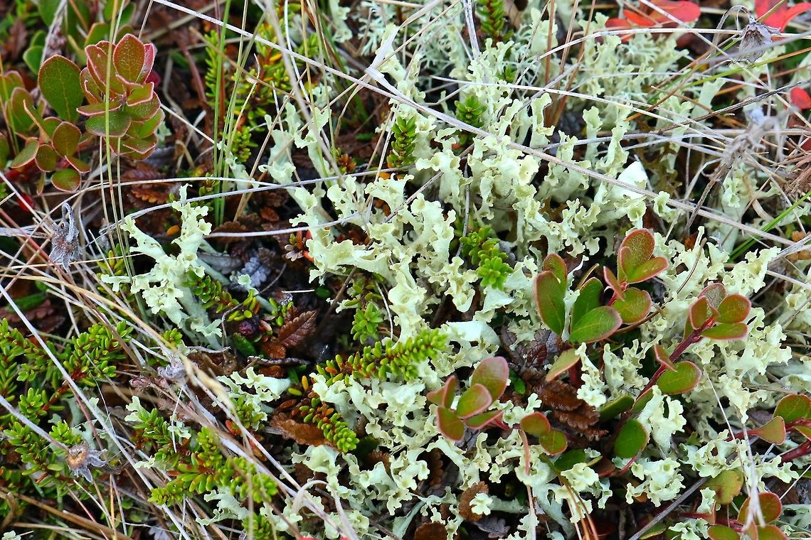 Curled Snow Lichen (Flavocetraria cucullata) Lake Myvatn, Iceland. Sep 26th, 2019 Curled Snow Lichen,Fall,Flavocetraria cucullata,Geotagged,Iceland