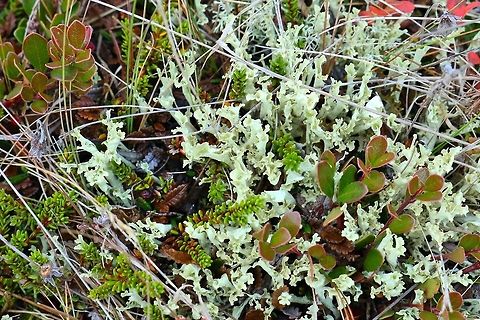 Curled Snow Lichen (Flavocetraria cucullata) Lake Myvatn, Iceland. Sep 26th, 2019 Curled Snow Lichen,Fall,Flavocetraria cucullata,Geotagged,Iceland