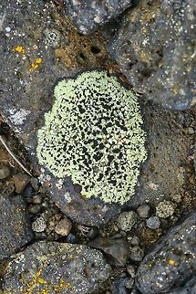Crescent Map Lichen (Rhizocarpon lecanorinum) N Iceland. Sep 27th, 2019 Crescent Map Lichen,Fall,Geotagged,Iceland,Rhizocarpon lecanorinum