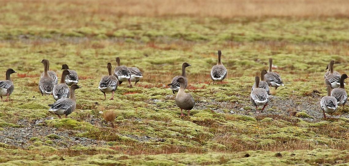 Pink-footed geese (Anser brachyrhynchus) Vestfjar&eth;avegur, NW Iceland. Sep 21st, 2019 Anser brachyrhynchus,Geotagged,Iceland,Pink-footed goose,Summer