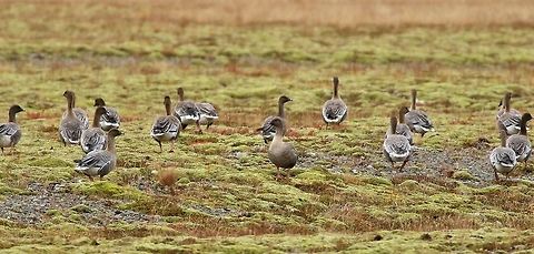 Pink-footed geese (Anser brachyrhynchus) Vestfjar&eth;avegur, NW Iceland. Sep 21st, 2019 Anser brachyrhynchus,Geotagged,Iceland,Pink-footed goose,Summer