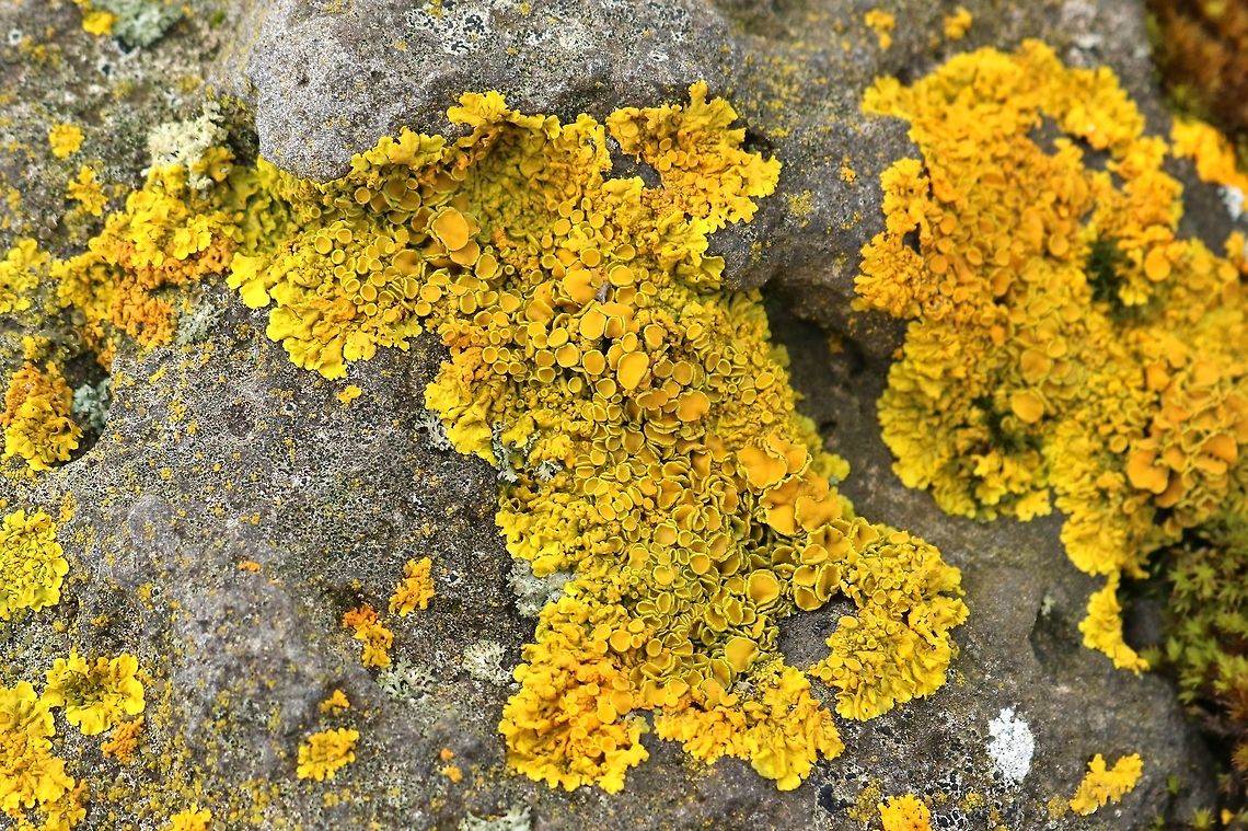 Common sunburst lichen (Xanthoria parietina) Grettislaug, Iceland. Sep 22, 2019 Common orange lichen,Geotagged,Iceland,Summer,Xanthoria parietina