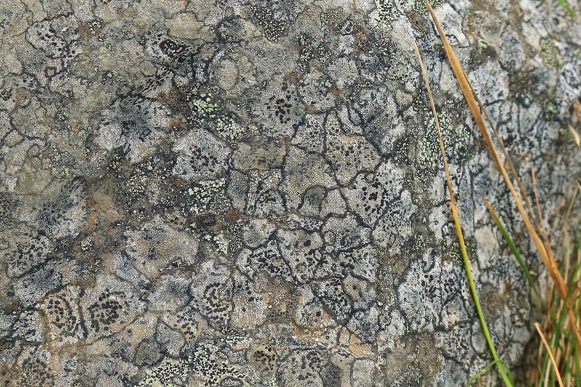 Lecanoromycetes sp. Godafoss, Iceland. Sep 25, 2019 Fall,Geotagged,Iceland