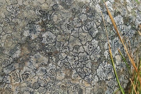 Lecanoromycetes sp. Godafoss, Iceland. Sep 25, 2019 Fall,Geotagged,Iceland