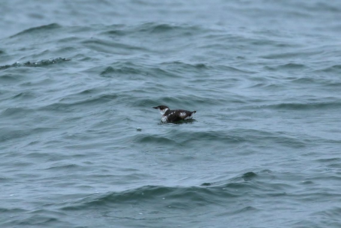 Marbled murrelet (Brachyramphus marmoratus) Half Moon Bay pelagic trip, California. Aug 17, 2019 Brachyramphus marmoratus,Geotagged,Marbled murrelet,Summer,United States,endangered species