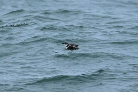 Marbled murrelet (Brachyramphus marmoratus) Half Moon Bay pelagic trip, California. Aug 17, 2019 Brachyramphus marmoratus,Geotagged,Marbled murrelet,Summer,United States,endangered species