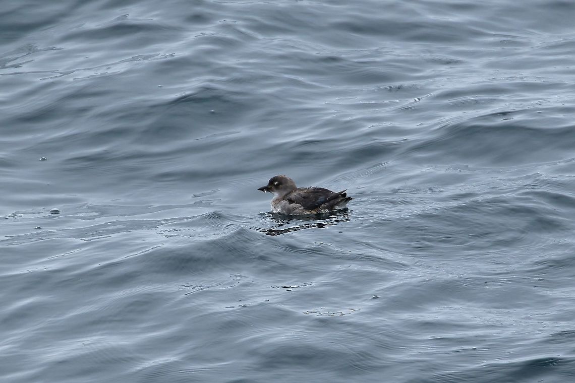 Cassin's auklet (Ptychoramphus aleuticus) Half Moon Bay pelagic trip, California. Aug 17, 2019 Cassin's auklet,Geotagged,Ptychoramphus aleuticus,Summer,United States