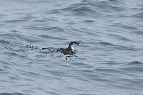 Scripps's murrelet (Synthliboramphus scrippsi) Half Moon Bay pelagic trip, California. Aug 17, 2019 Geotagged,Scripps's murrelet,Summer,Synthliboramphus scrippsi,United States