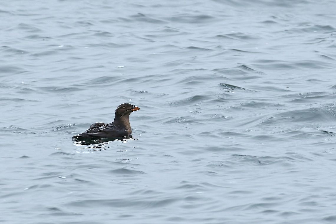 Rhinoceros auklet (Cerorhinca monocerata) Half Moon Bay pelagic trip, California. Aug 17, 2019 Cerorhinca monocerata,Geotagged,Rhinoceros auklet,Summer,United States