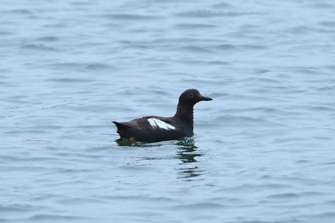 Pigeon guillemot (Cepphus columba) Half Moon Bay pelagic trip, California. Aug 17, 2019 Cepphus columba,Geotagged,Pigeon guillemot,Summer,United States