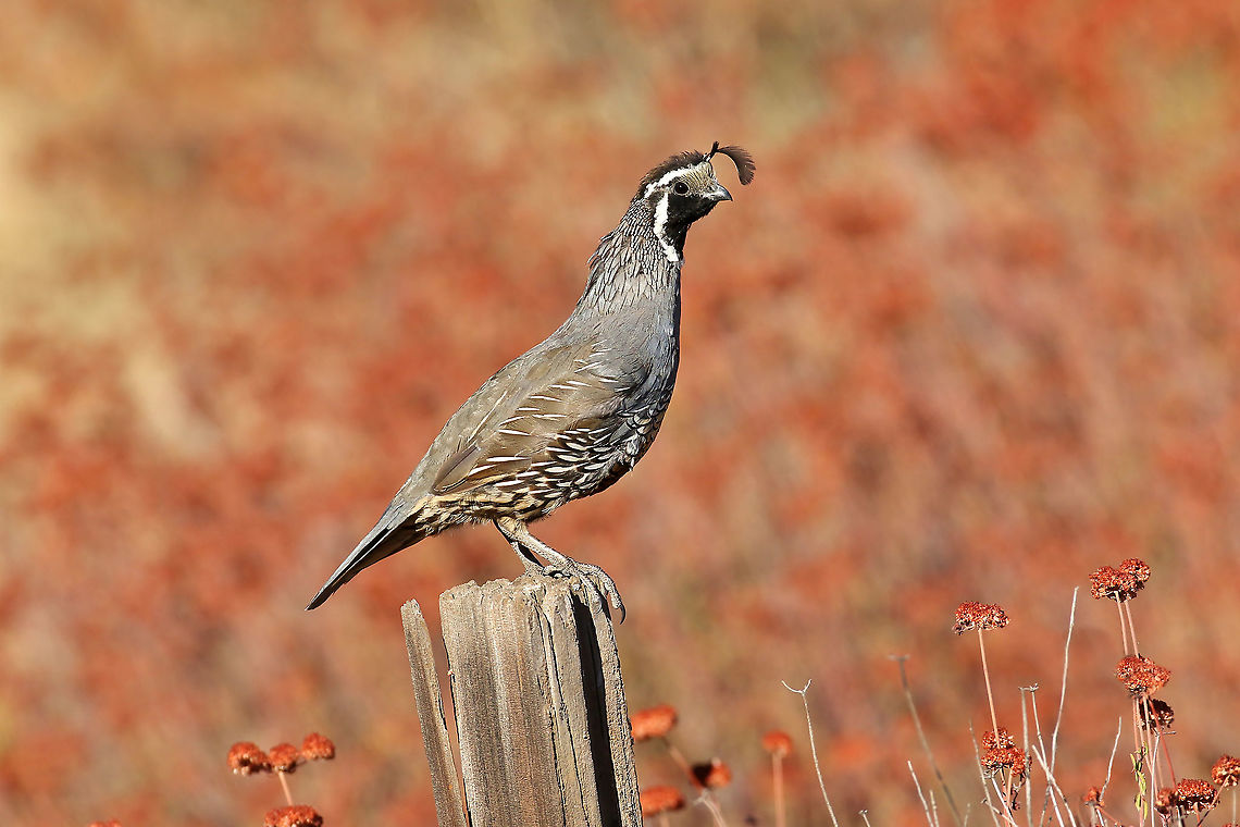 A proud male California quail on his post. Pinnacles national park, California. Aug 16th, 2019 California quail,Callipepla californica,Geotagged,Summer,United States