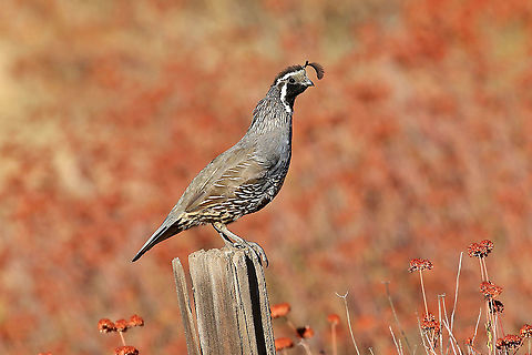 California Quail