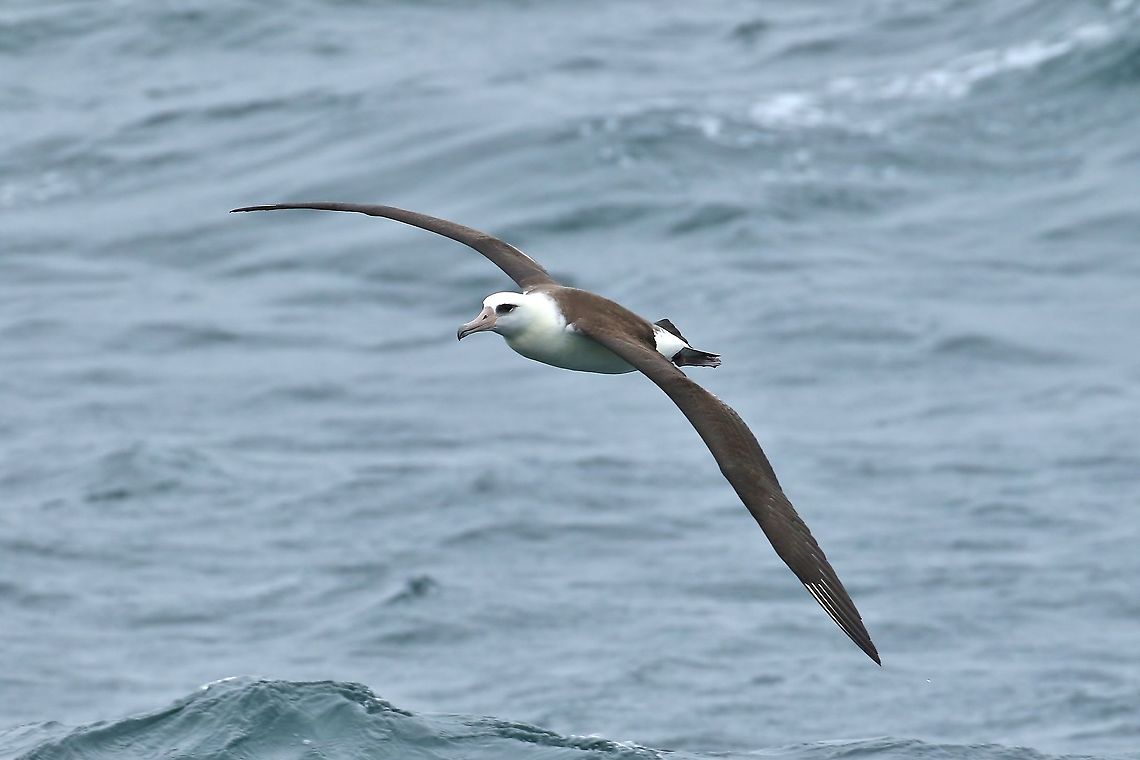 Laysan Albatross (Phoebastria immutabilis) Half Moon Bay pelagic trip, California. Aug 17, 2019 Geotagged,Laysan albatross,Phoebastria immutabilis,Summer,United States