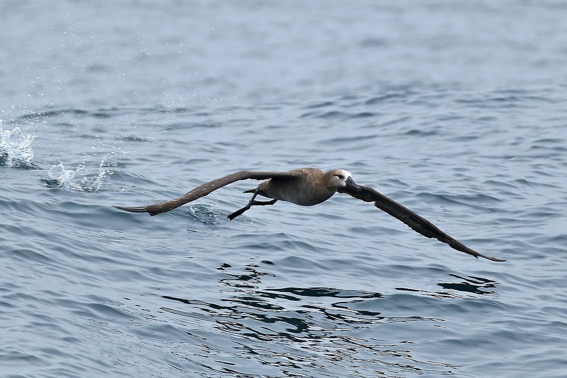 Black-footed albatross (Phoebastria nigripes) Half Moon Bay pelagic trip, California. Aug 17, 2019 Black-footed albatross,Geotagged,Phoebastria nigripes,Summer,United States