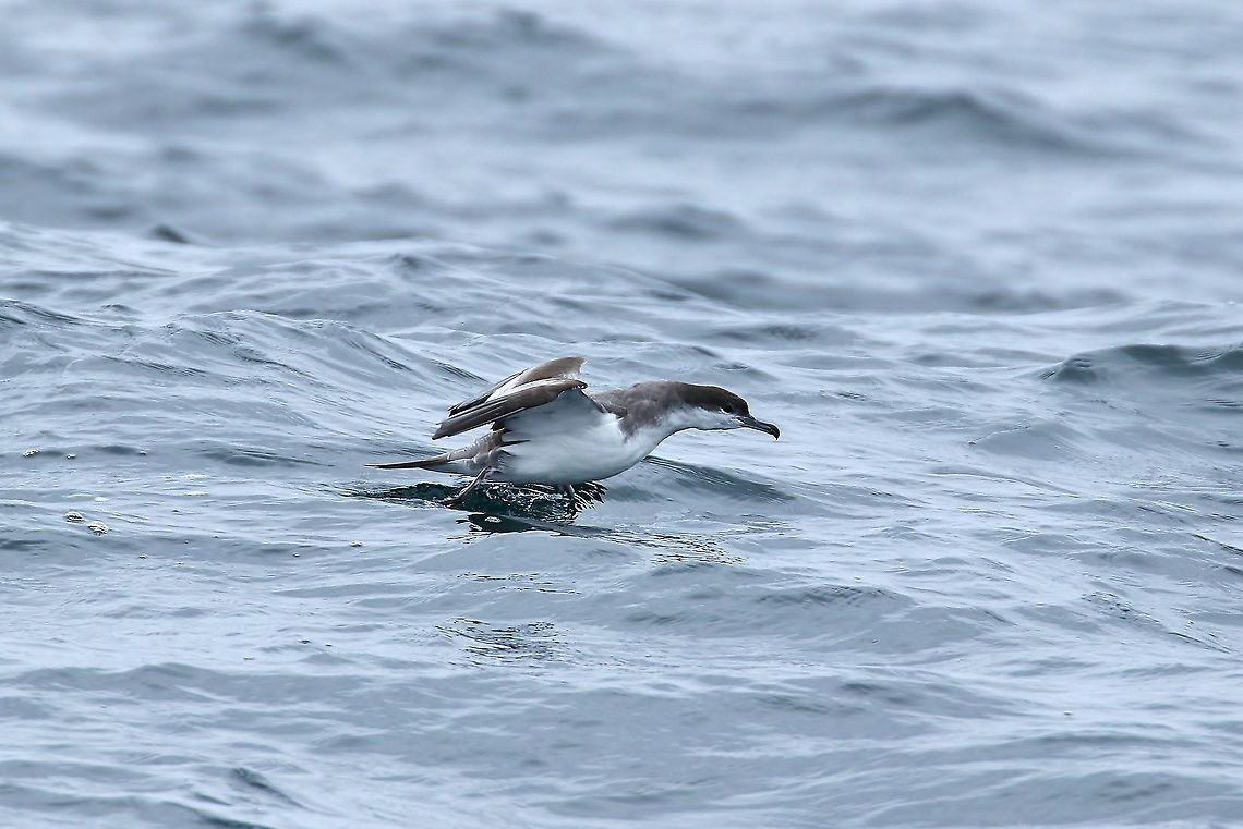 Buller's shearwater (Ardenna bulleri) Half Moon Bay pelagic trip, California. Aug 17, 2019 Ardenna bulleri,Buller's shearwater,Geotagged,Summer,United States