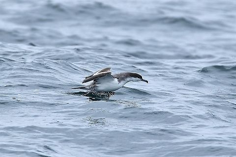 Buller's shearwater (Ardenna bulleri) Half Moon Bay pelagic trip, California. Aug 17, 2019 Ardenna bulleri,Buller's shearwater,Geotagged,Summer,United States