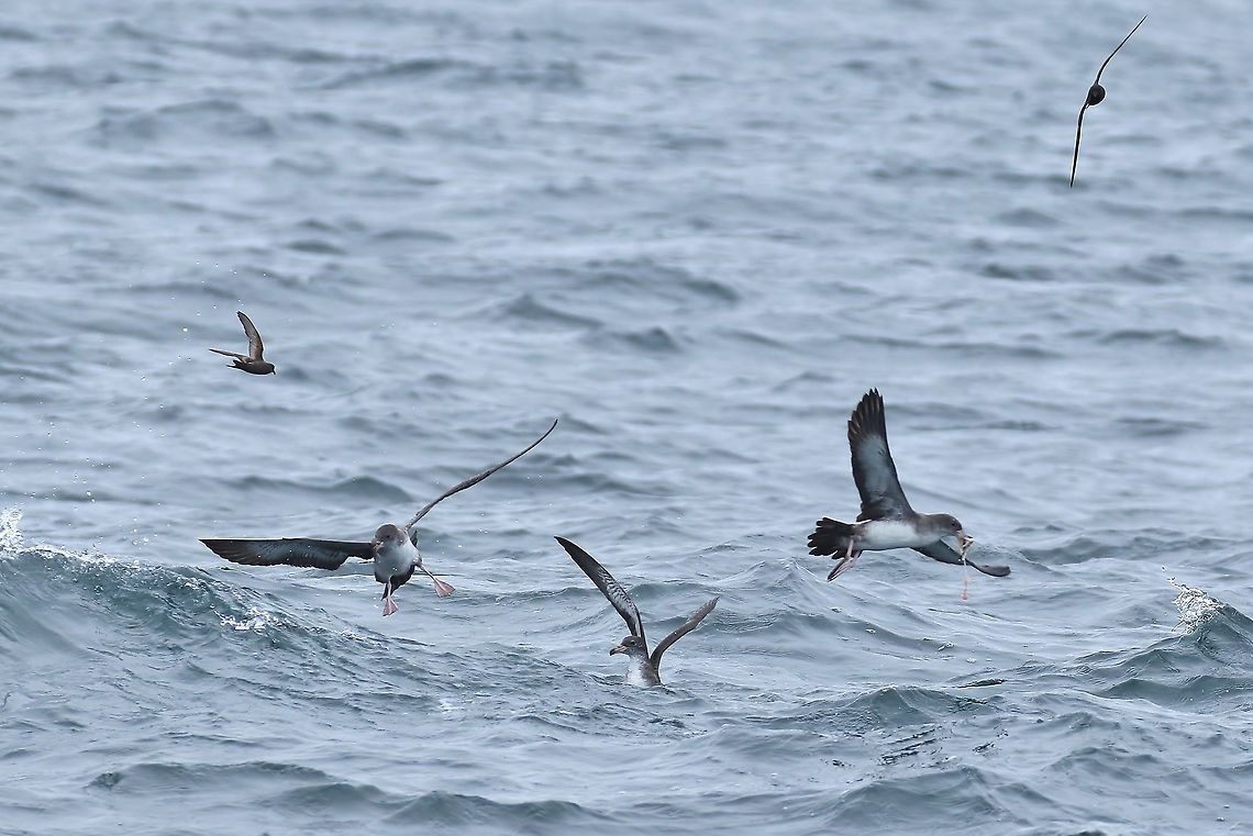 Pink-footed shearwater (Ardenna creatopus) Half Moon Bay pelagic trip, California. Aug 17, 2019 Ardenna creatopus,Geotagged,Pink-footed shearwater,Summer,United States