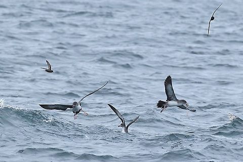Pink-footed shearwater (Ardenna creatopus) Half Moon Bay pelagic trip, California. Aug 17, 2019 Ardenna creatopus,Geotagged,Pink-footed shearwater,Summer,United States