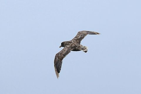 Northern fulmar (Fulmarus glacialis) Half Moon Bay pelagic trip, California. Aug 17, 2019 Fulmaris glacialis,Geotagged,Northern fulmar,Summer,United States