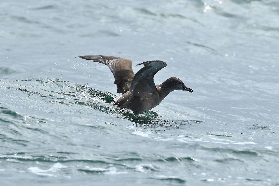 Sooty shearwater (Ardenna grisea) Half Moon Bay pelagic trip, California. Aug 17, 2019 Ardenna grisea,Geotagged,Sooty shearwater,Summer,United States