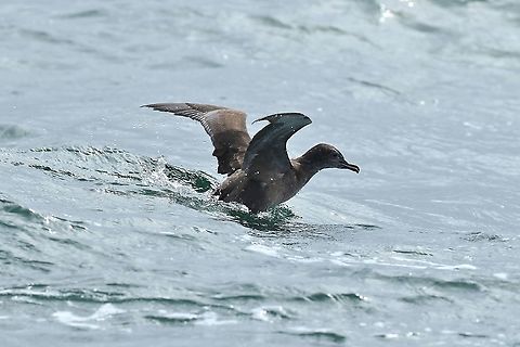 Sooty shearwater (Ardenna grisea) Half Moon Bay pelagic trip, California. Aug 17, 2019 Ardenna grisea,Geotagged,Sooty shearwater,Summer,United States