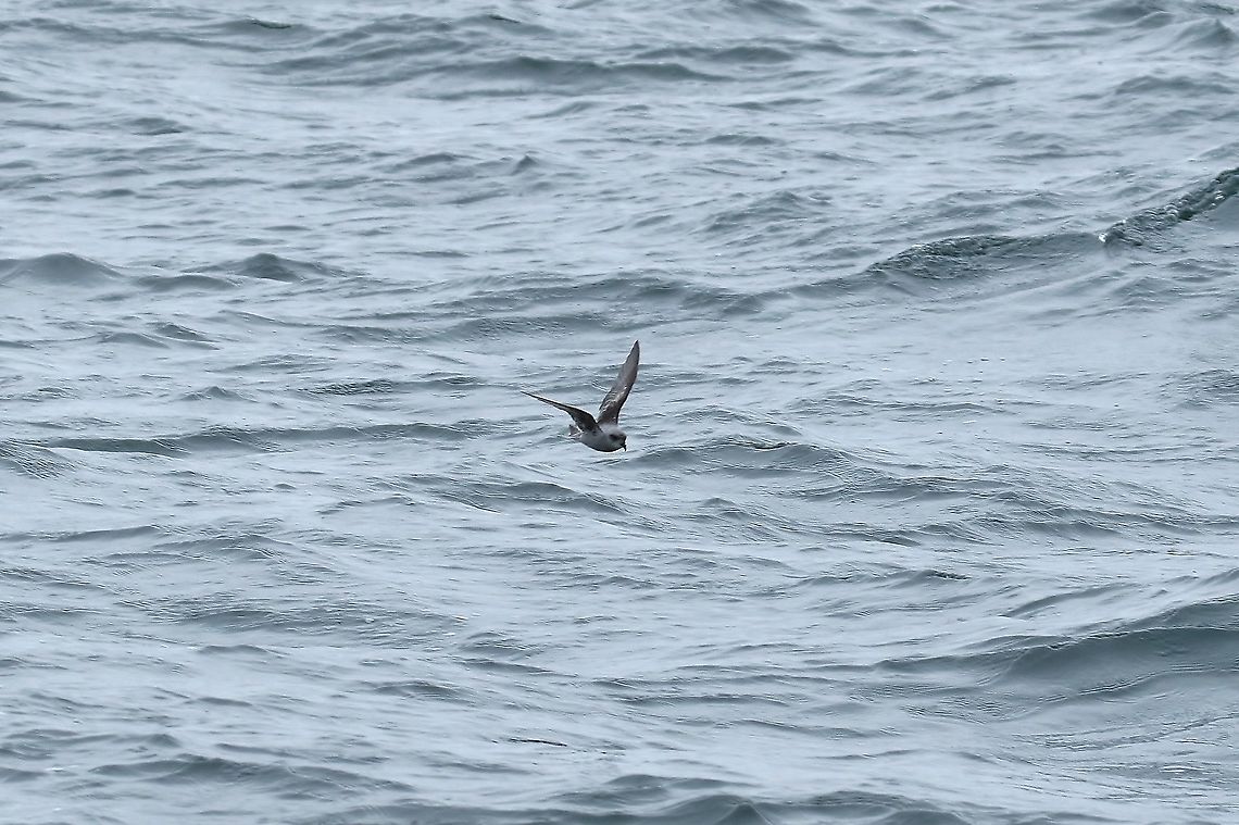 Fork-tailed storm petrel (Oceanodroma furcata) Half Moon Bay pelagic trip, California. Aug 17, 2019 Fork-tailed storm petrel,Geotagged,Oceanodroma furcata,Summer,United States