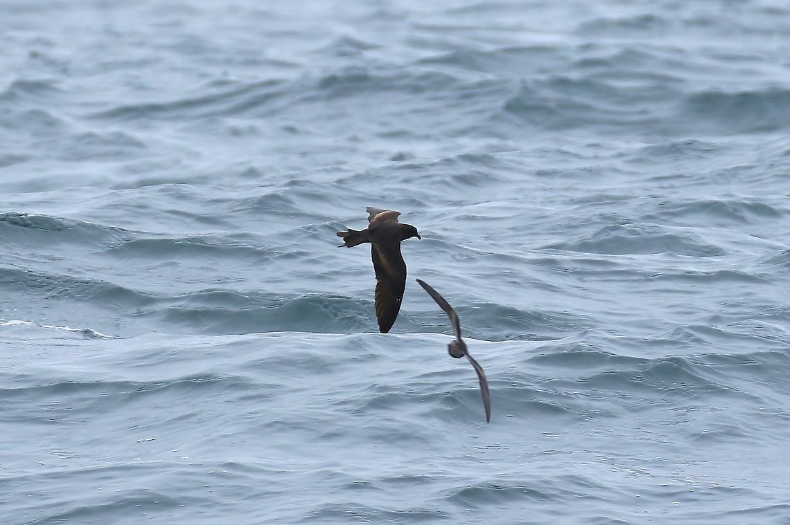 Black storm-petrel (Oceanodroma melania) Half Moon Bay pelagic trip, California. Aug 17, 2019 Black storm petrel,Geotagged,Oceanodroma melania,Summer,United States
