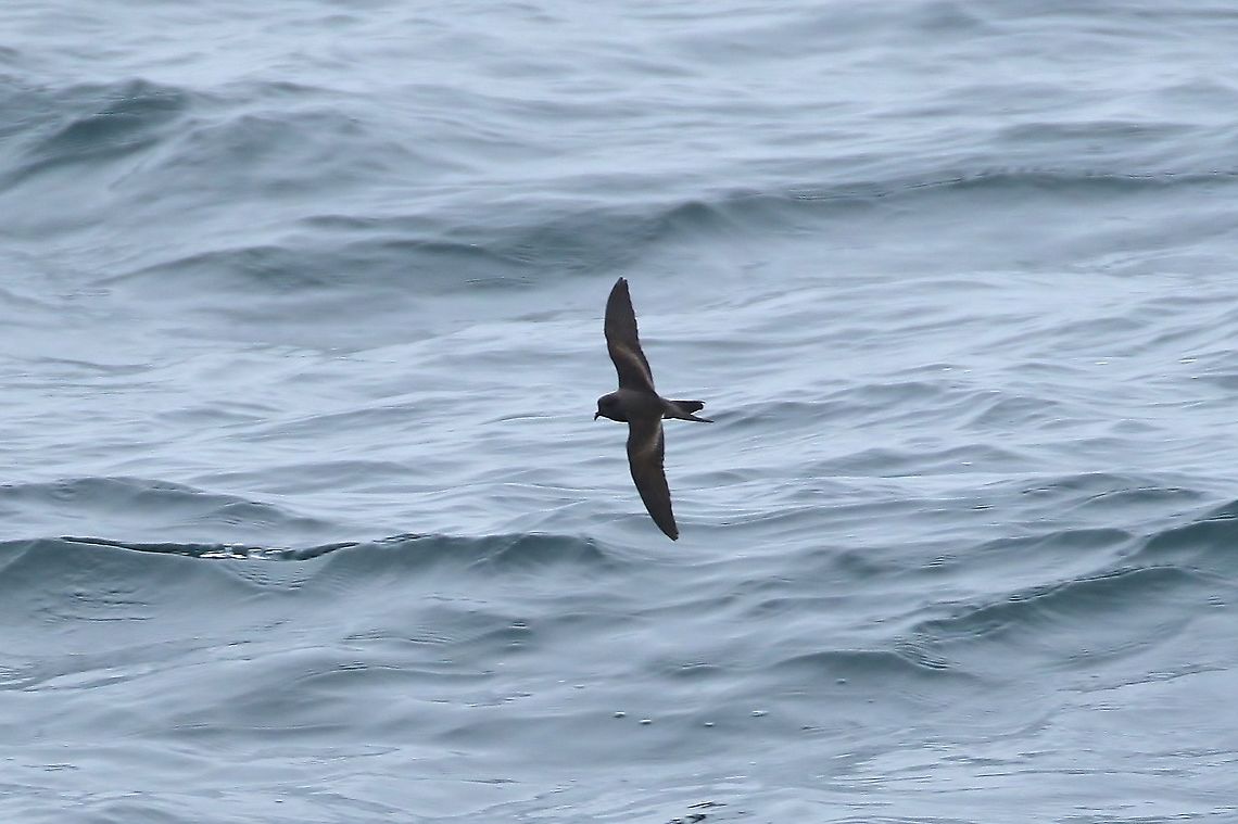 Ashy storm petrel (Oceanodroma homochroa) Half Moon Bay pelagic trip, California. Aug 17, 2019 Ashy storm petrel,Geotagged,Oceanodroma homochroa,Summer,United States