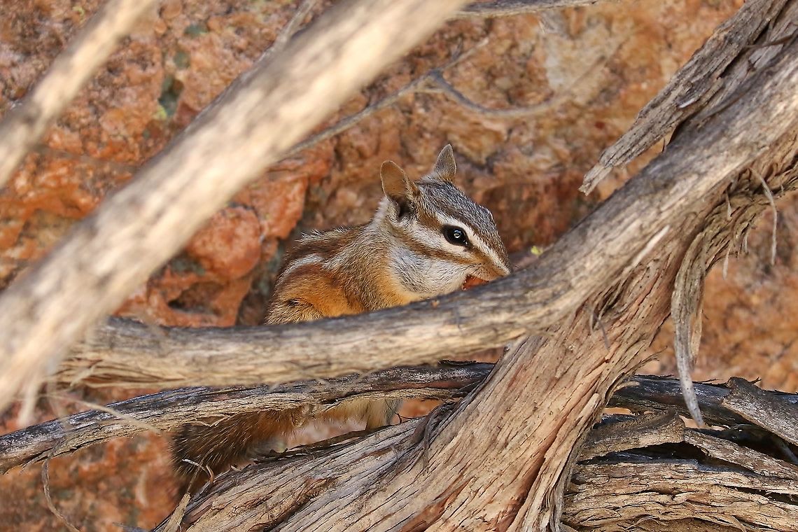 Merriam's chipmunk (Neotamias merriami) Pinnacles national park, California. Aug 16th, 2019 Geotagged,Merriams chipmunk,Neotamias merriami,Summer,United States