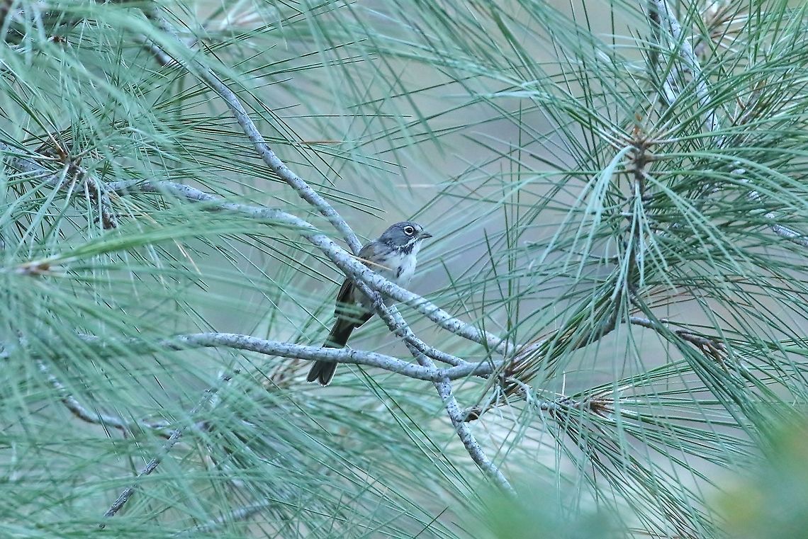 Bell's sparrow (Artemisiospiza belli) Pinnacles national park, California. Aug 16th, 2019 Artemisiospiza belli,Bell's sparrow,Geotagged,Summer,United States