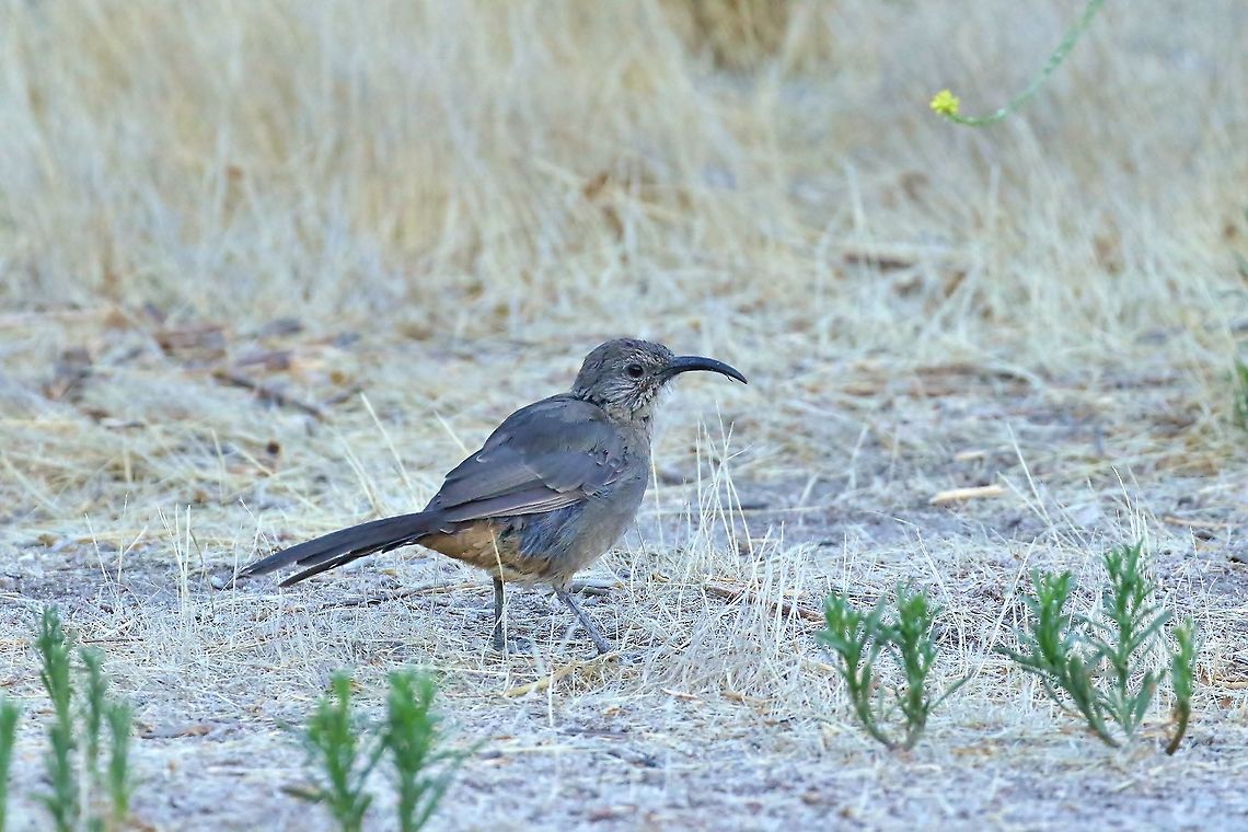 California thrasher (Toxostoma redivivum) Pinnacles national park, California. Aug 16th, 2019 California thrasher,Geotagged,Summer,Toxostoma redivivum,United States