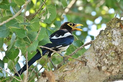 Yellow-billed magpie (Pica nutalli) Coyote Valley OSP, California, USA. Aug 15th, 2019 Geotagged,Pica nutalli,Summer,United States,Yellow-billed magpie