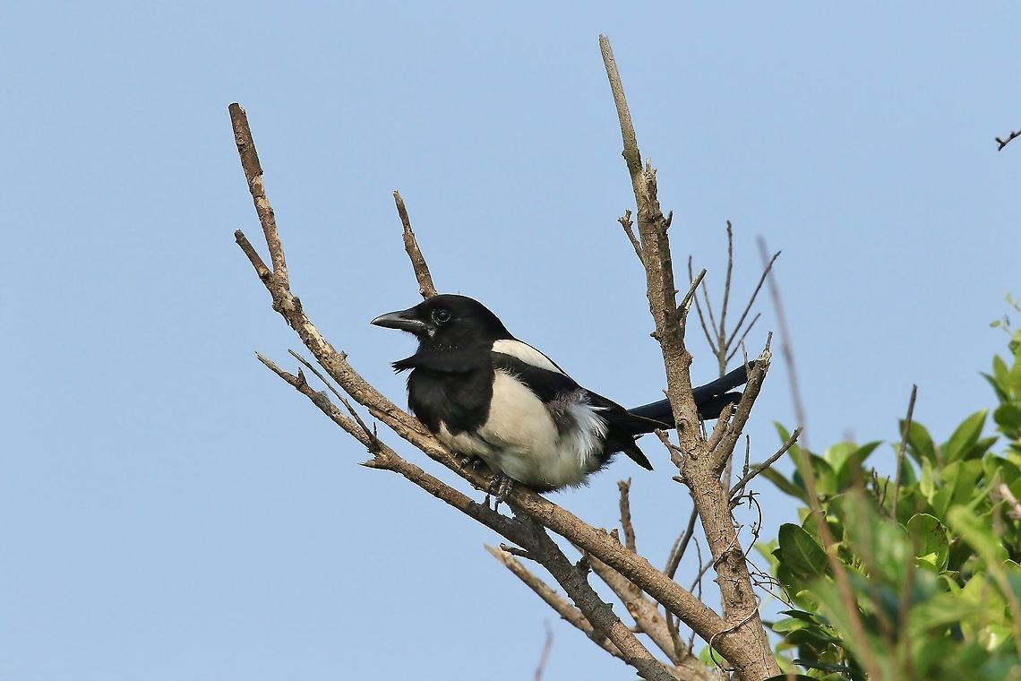 Oriental magpie (Pica serica) Yehliu Geopark, Taiwan. Mar 28th, 2019 Geotagged,Oriental magpie,Pica serica,Spring,Taiwan