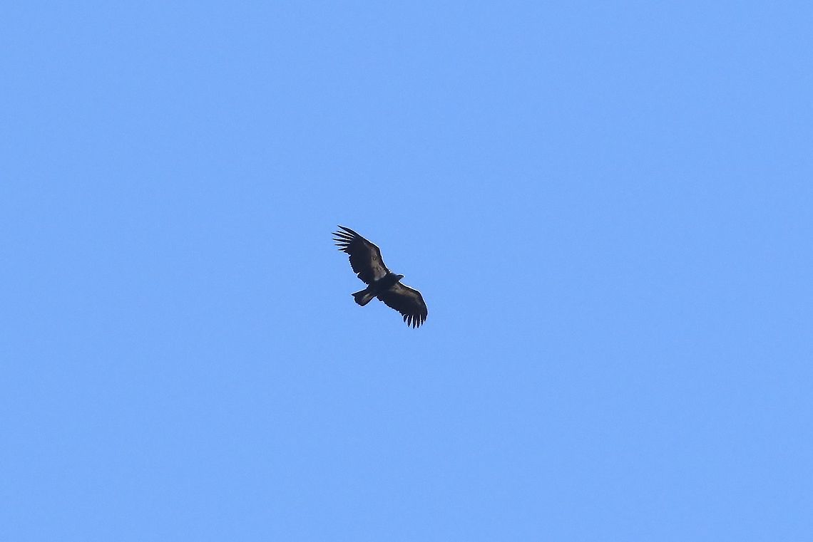 California condor (Gymnogyps californianus) Pinnacles National Park, California. Aug 15th, 2019 California condor,Geotagged,Gymnogyps californianus,Summer,United States