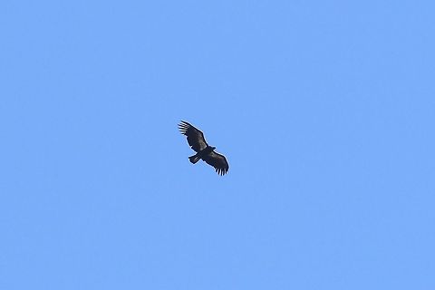 California condor (Gymnogyps californianus) Pinnacles National Park, California. Aug 15th, 2019 California condor,Geotagged,Gymnogyps californianus,Summer,United States
