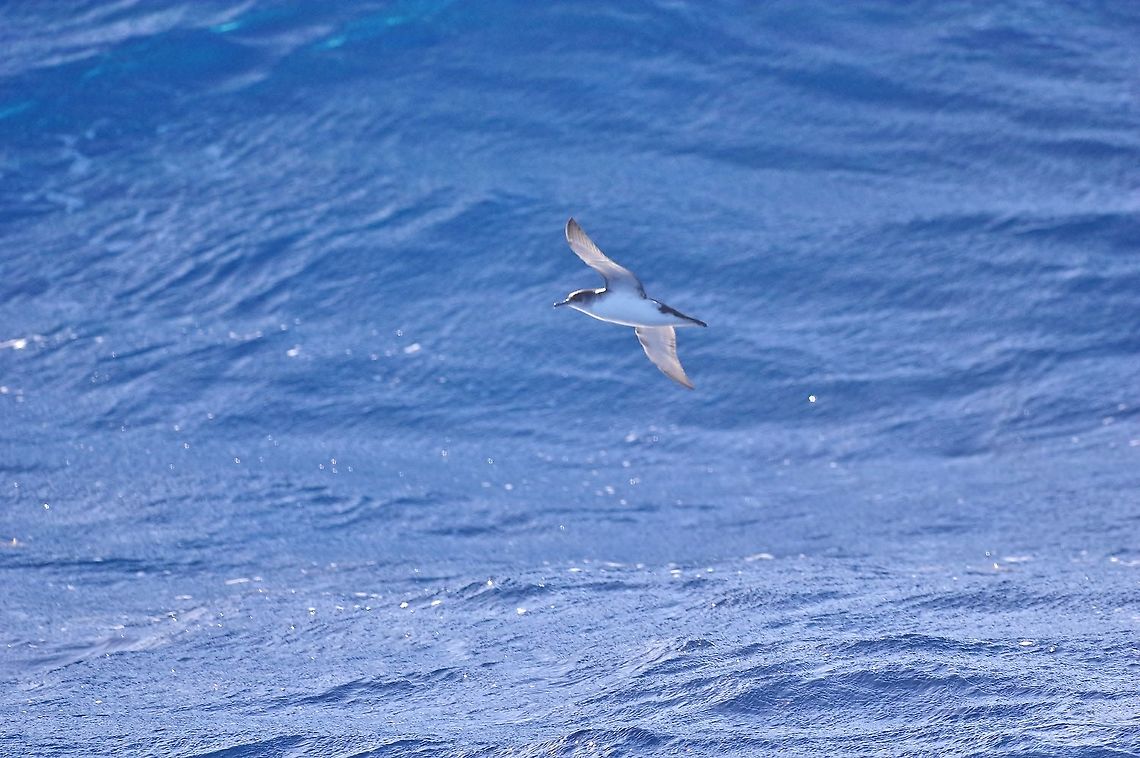 Manx shearwater (Puffinus puffinus) Waters off Canouan, St Vincent and the Grenadines. Feb 21st, 2019 Geotagged,Manx shearwater,Puffinus puffinus,St Vincent and the Grenadines,Winter